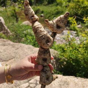 新鲜甜黄精野生鸡头根老虎姜现卖现挖鸡爪参块茎可做种苗5斤包邮