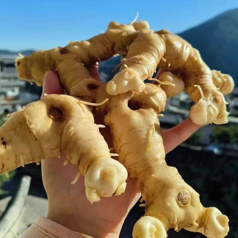 新鲜甜黄精野生鸡头根老虎姜现卖现挖鸡爪参块茎可做种苗5斤包邮图片
