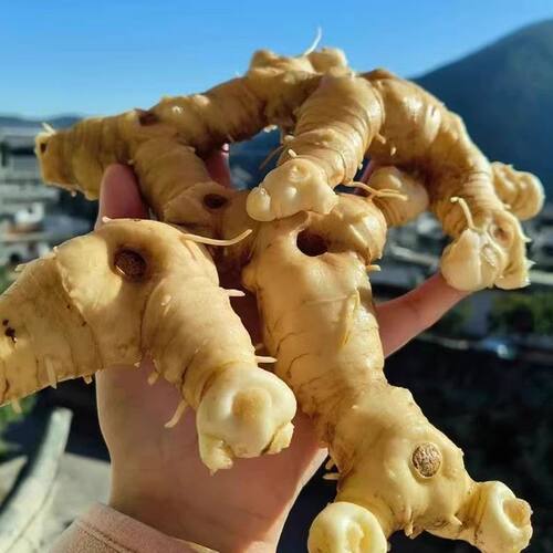 新鲜甜黄精野生鸡头根老虎姜现卖现挖鸡爪参块茎可做种苗5斤包邮