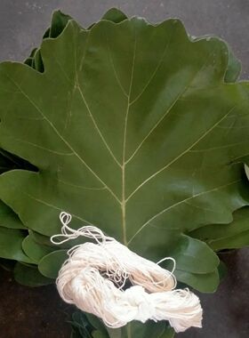 粽叶包粽子野生大号新鲜菠萝叶天然家用柞树叶槲叶现摘玻璃叶