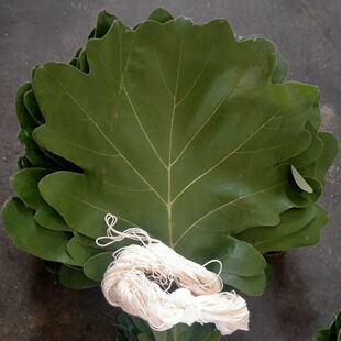 粽叶包粽子野生大号新鲜菠萝叶天然家用柞树叶槲叶现摘玻璃叶