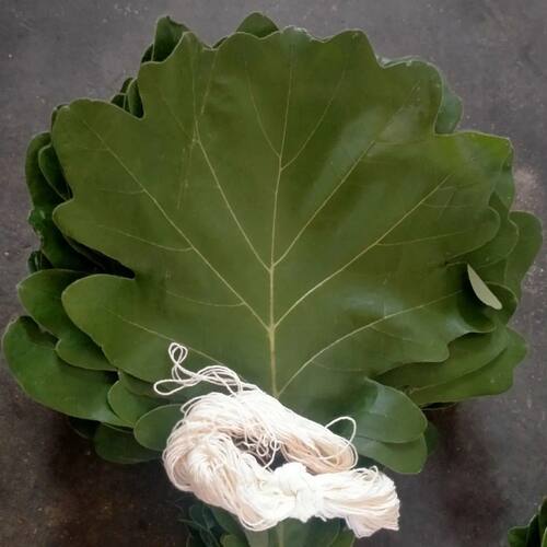 粽叶包粽子野生大号新鲜菠萝叶天然家用柞树叶槲叶现摘玻璃叶