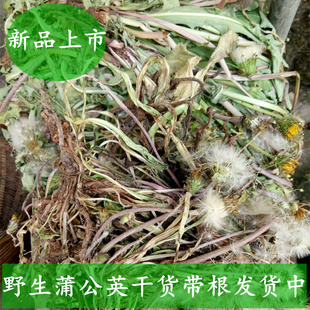 野生蒲公英花草茶整棵带根农家自晒婆婆丁黄黄苗干货500克包邮