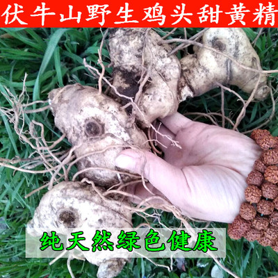 新鲜甜根现挖生茎头根包邮黄精