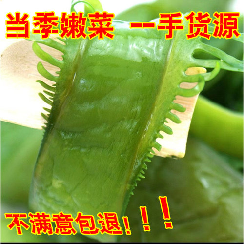 山东新鲜盐渍裙带菜梗海白菜商用