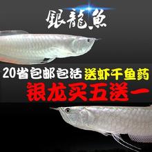 家养银龙鱼苗大型凶猛金鱼淡水鱼1