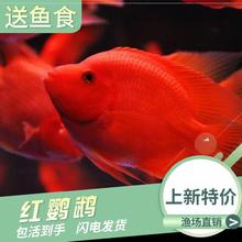 银龙景观大苗黑白地图玉面观赏鱼1