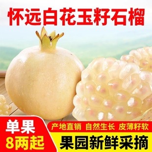 包邮 正宗怀远白石榴三白石榴 白花白皮玉石子纯白玉石榴滋补水果
