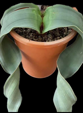 百岁兰千岁兰实生Welwitschia mirabilis块根仙人球一物一拍原盆
