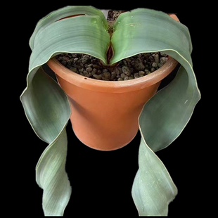 百岁兰千岁兰实生Welwitschia mirabilis块根仙人球一物一拍原盆