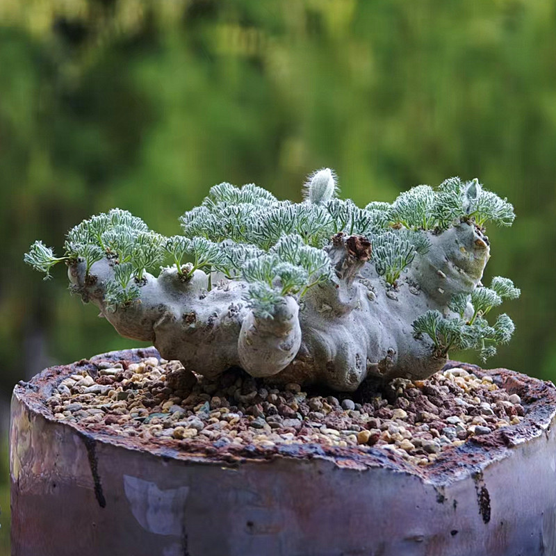 白皮月界老桩实生粉花白花红花潮流块根植物一物一拍可原盆发货