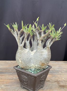 Pachypodium rosulatum var.gracilius象牙宮像牙宫象芽宫