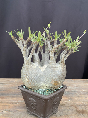 Pachypodium rosulatum var.gracilius象牙宮像牙宫象芽宫