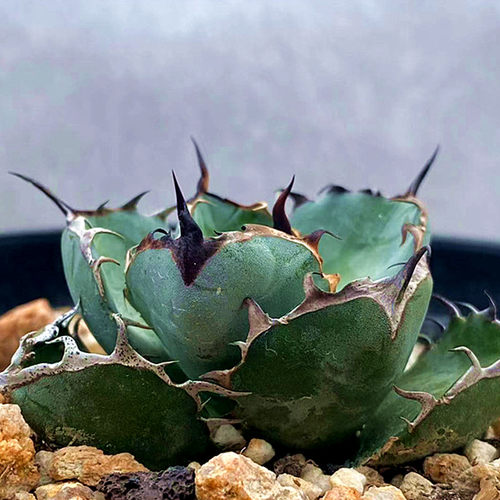 蓝鲸仁王冠龙舌兰块根植物一物一拍多肉沙生植物组合盆栽