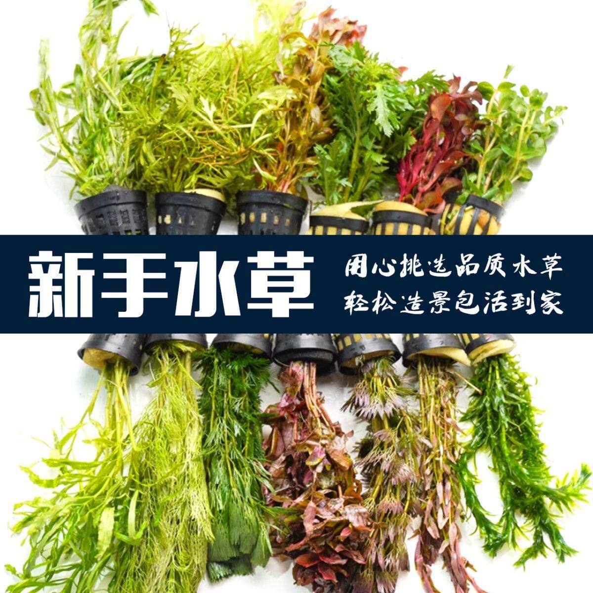 鱼缸懒人水草植物淡水有茎草缸造景水族箱中后景沉木水草套餐