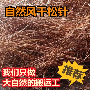 天然野生风干松针鸽子专用草宠物垫窝盆栽植料防腐透气防烂根松毛