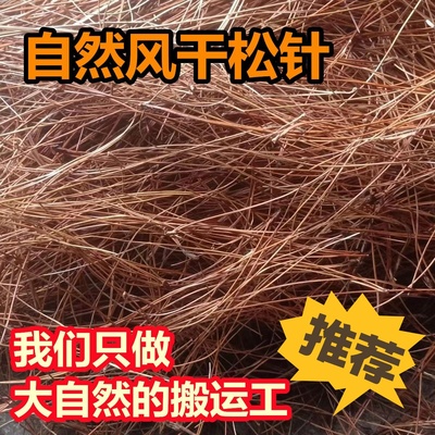 天然野生风干松针鸽子