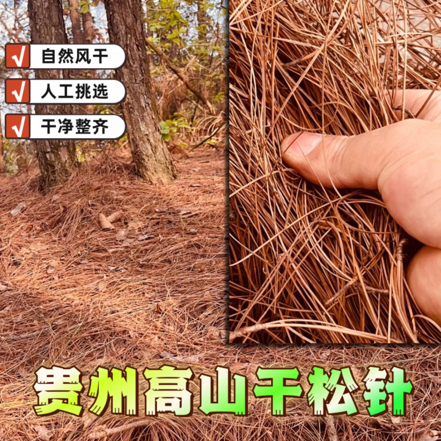 贵州纯天然野生长风干松针养花种菜辅助肥料防烂根烤鸽子专用松叶