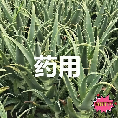 药用龙爪菊老桩木剑芦荟补水保湿