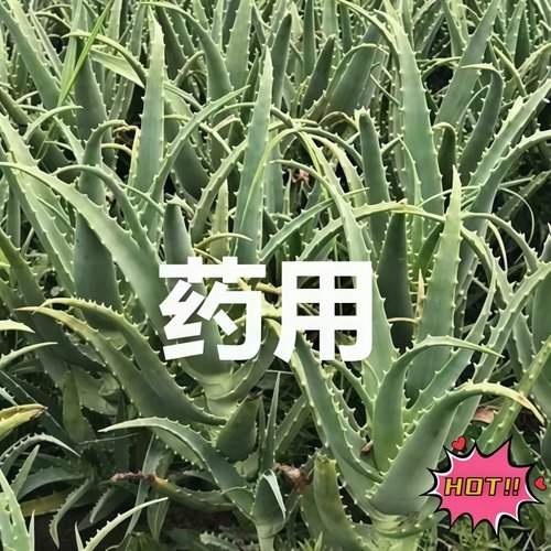 药用龙爪菊老桩木剑芦荟补水保湿