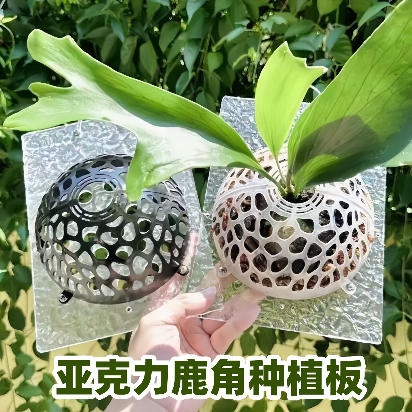 鹿角蕨专用亚克力背板挂板二歧图片