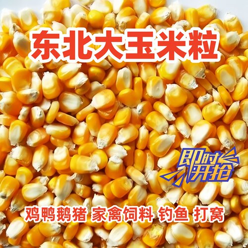 东北新玉米干玉米粒喂鸡酿酒粗粮
