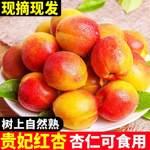 陕西大荔胭脂杏子大红杏新鲜水果包邮2025年头茬精选商超品质大果