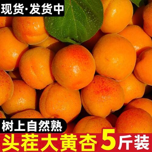 陕西大黄杏当季杏子新鲜孕妇水果不树上自然熟酸甜现摘精品大果4J