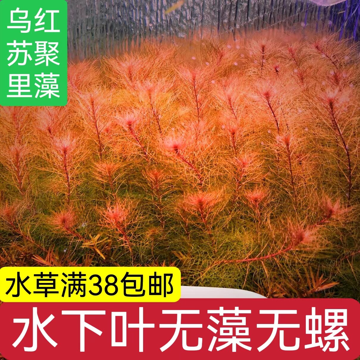 乌苏里聚藻荷兰景水下叶淡水自养无需转水适合新手草缸后景红草