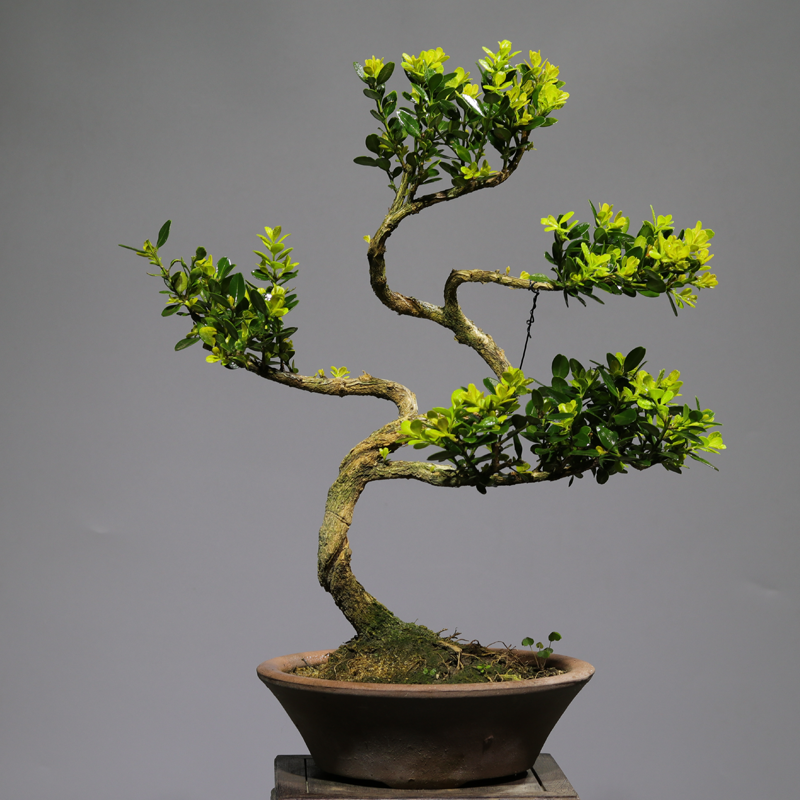 稀有品种金心黄杨小叶四季常青素材造型桌面办公绿植好养易活盆景