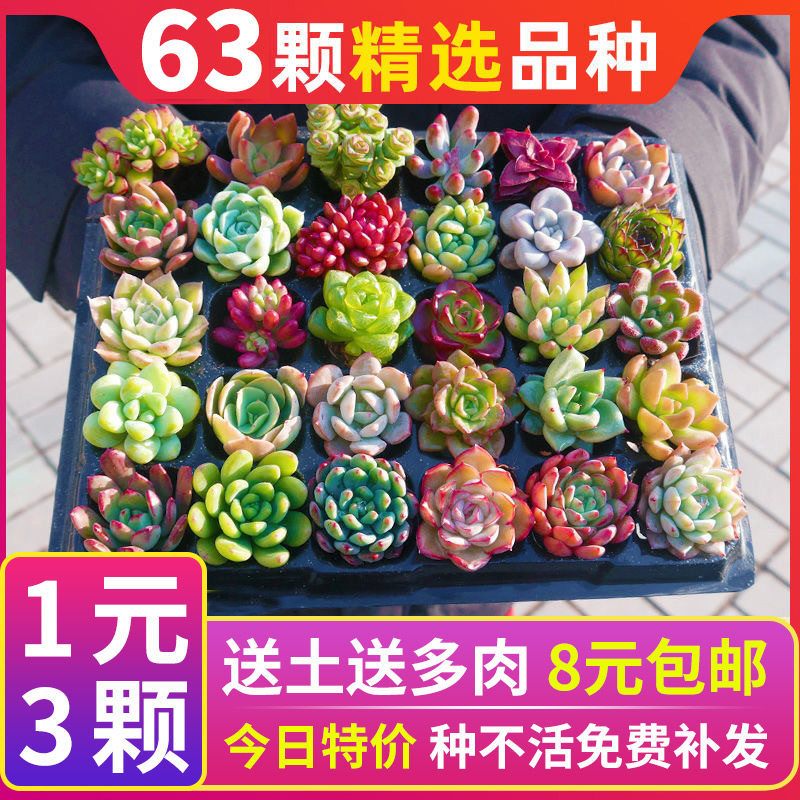 多肉植物花盆组合 价格 怎么样 图片