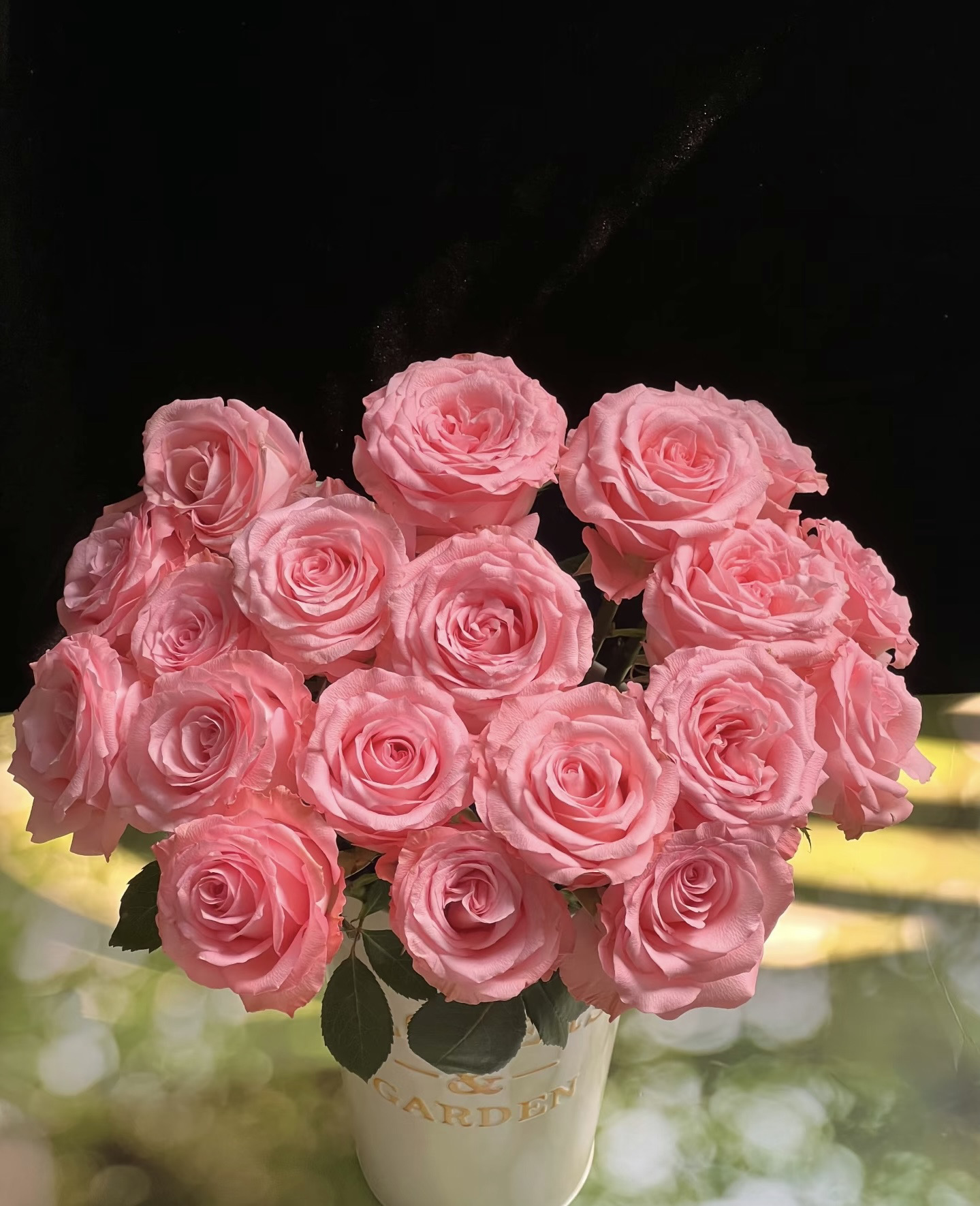 新鲜玫瑰花坦尼克戴安娜白玫瑰粉玫瑰家用水养插花云南基地直发