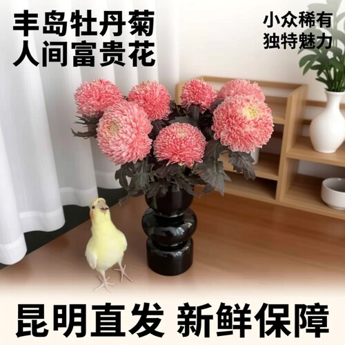 丰岛牡丹菊人间富贵花小众稀有昆明直发花期长送礼客厅商务办公室