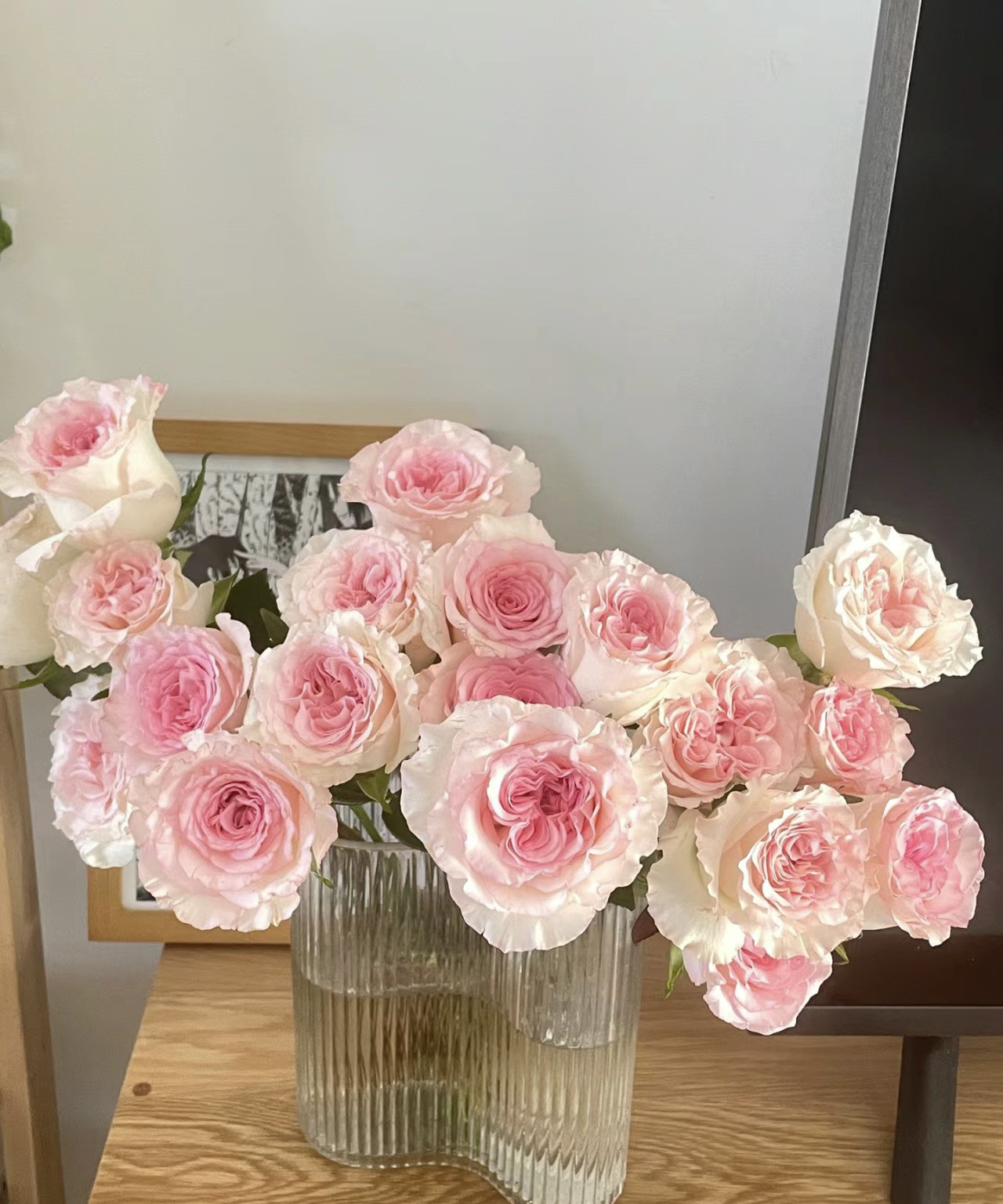 玫瑰花稀有品种可爱瓷凯瑟琳黑巴克弗洛伊德鲜花优选品质云南直发