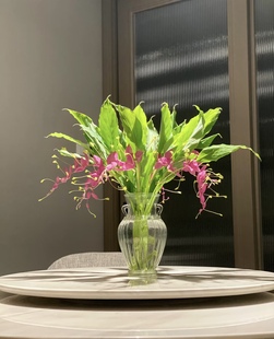 小众稀有花材花期长精致水养家用鲜花云南直发 舞花姜鲜切花当季