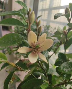 新鲜含笑鲜切花云南稀有时令花材自带香味现采现发