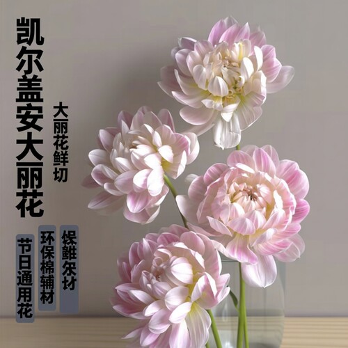 凯尔盖安品种大丽花鲜切花鲜花花束花卉绿植真花白色石英水培插花