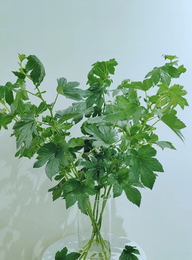 绿色枫叶鲜切花小清新家用水养配叶云南直发室内水养绿植叶材插花