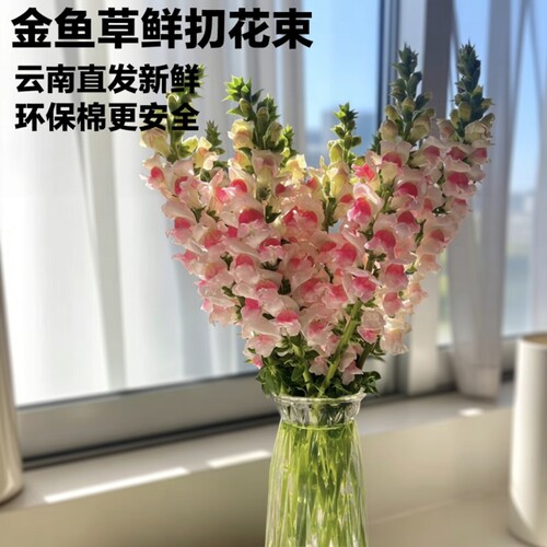 金鱼草鲜花云南直发基地鲜切花束办公观赏客厅水养插花瓶小众花材
