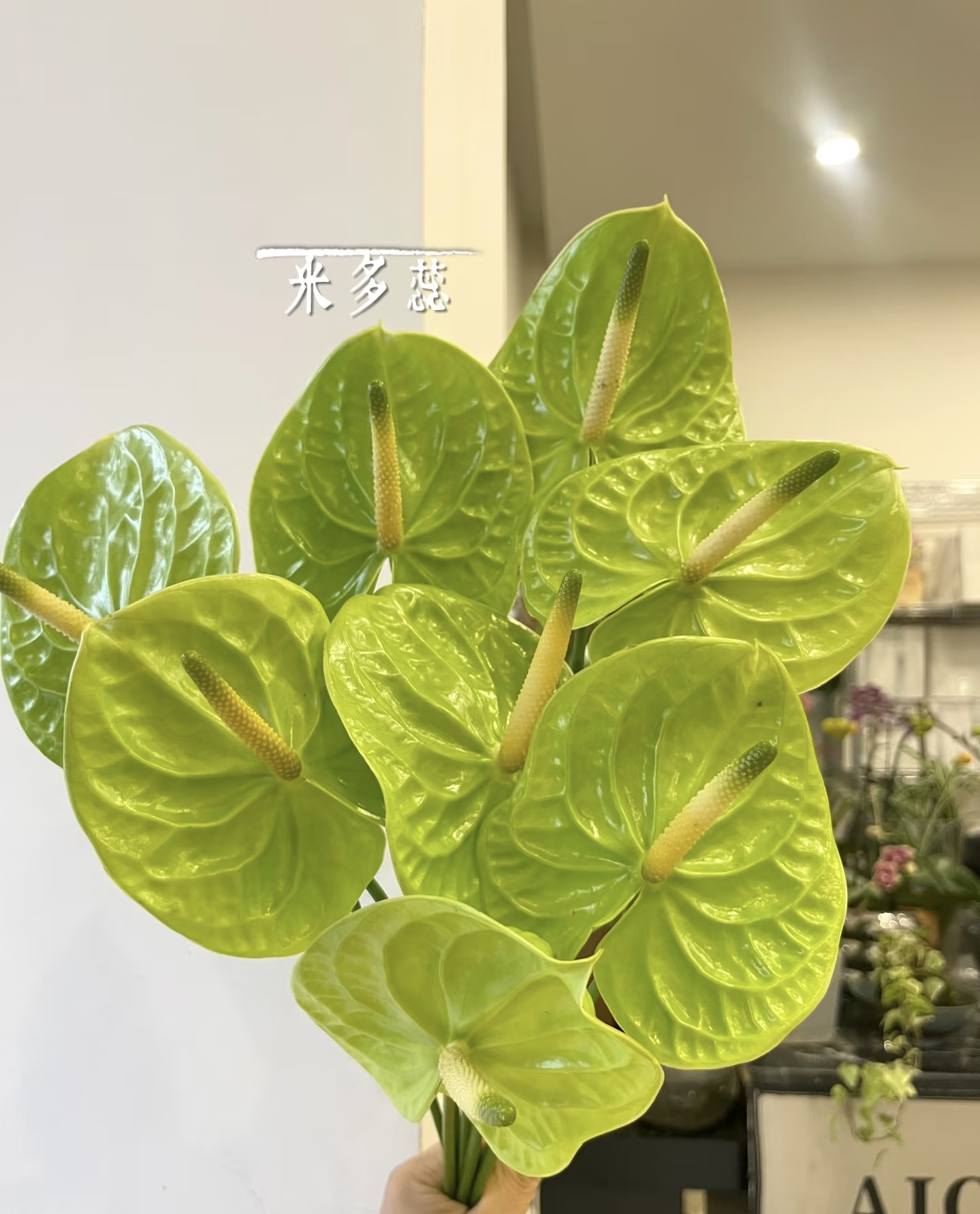 绿掌红掌彩掌鲜切花婚礼婚庆手捧花花束家用水养插花云南直发