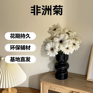 多品种非洲菊史努比华沙香格里拉鲜花速递云南基地直发花期长花材