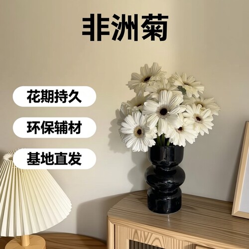 多品种非洲菊史努比华沙香格里拉鲜花速递云南基地直发花期长花材