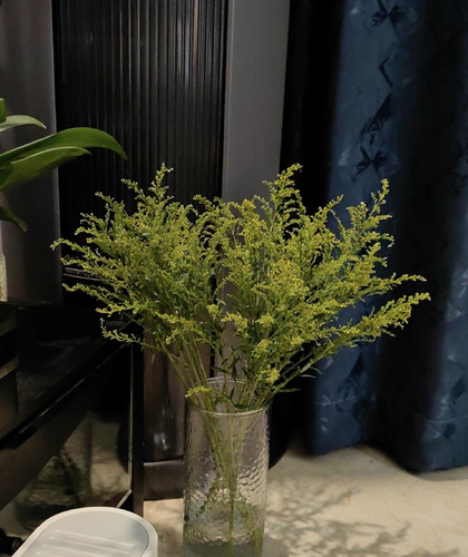 配草黄莺草批发 10枝/扎 花店花束搭配