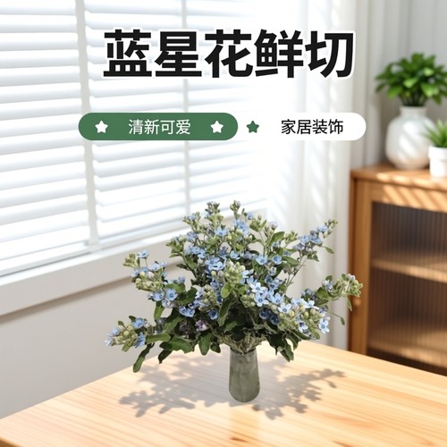 蓝星花鲜切花配花清新可爱瓶插摆台家居家庭装饰观赏云南基地直发