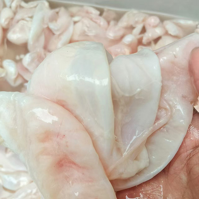 花鲢鱼泡胖头鱼花鲢大包头鱼