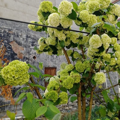 中华木绣球苗木本绣球树苗琼花树苗琼花树苗八仙绣球花苗绣球树苗