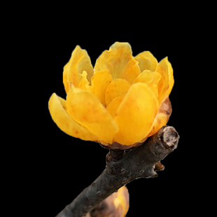 鄢陵腊梅盆栽苗【额黄】素心一物一拍当年开树苗嫁接带花包活对版