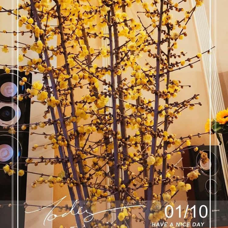 鲜花蜡梅素心浓香水培客厅插花