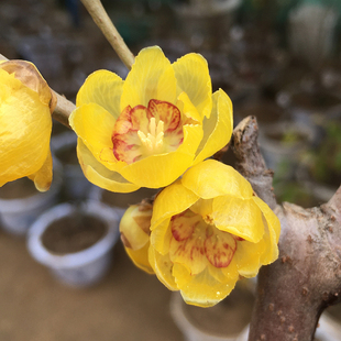 品种蜡梅【黄蜡坨】经典黄梅花盆栽树苗嫁接带花苞阳台室内包对版