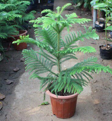 四季常青南洋松小苗 圣诞树花卉盆景盆栽除甲醛防辐射南洋杉树苗